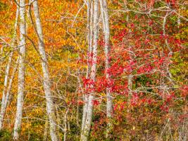 Trees 2 #109380 Trees 2 #109380