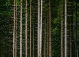 European Trees 1 #109804 European Trees 1 #109804