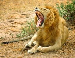 Africa Lion Yawn #110512