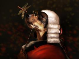 Sir Dashound #11788 Sir Dashound #11788