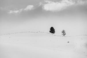 Lonely Trees #11823