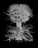 Corona Imperialis Polyanthos #123029 Corona Imperialis Polyanthos #123029
