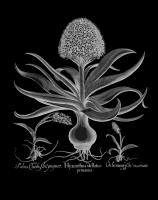 Hyacinthus #123030