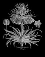 Corona Imperialis florum #123032