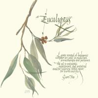Eucalyptus #1445