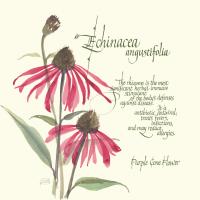 Echinacea #1448