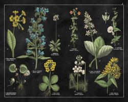 Botanical Floral Chart I Black and White #21975