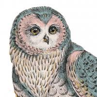 Beautiful Owls IV Pastel Crop #30198