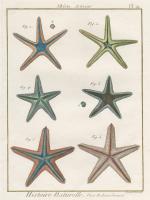 Histoire Naturelle Starfish I #31653