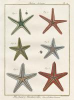 Histoire Naturelle Starfish II #31654