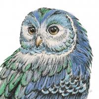 Beautiful Owls I Peacock Crop #21556