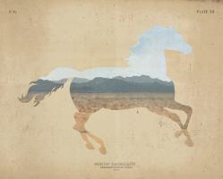 American Southwest Horse Distressed #38816