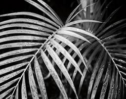 Palm Fronds Crop #42490