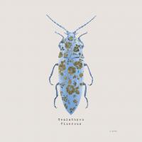 Adorning Coleoptera VIII Sq Blue #42897