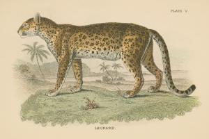 Vintage Leopard #45679