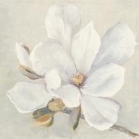 Serene Magnolia #45730