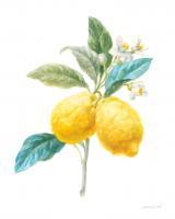 Floursack Lemon IV on White #45790