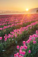 Skagit Valley Tulips II #46181