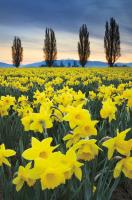 Skagit Valley Daffodils I #46212