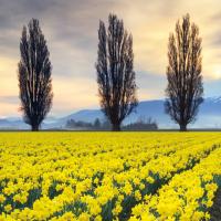 Skagit Valley Daffodils II #46213