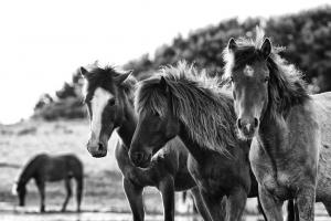Horses Three #47852
