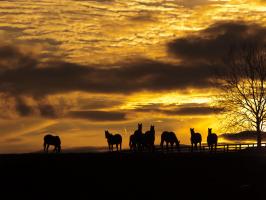 Horses at Sunset #47854