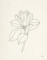 Magnolia Line Drawing #48097