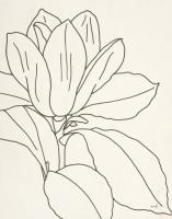 Magnolia Line Drawing v2 Crop #48134