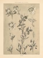 Lithograph Florals I #48453