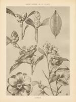 Lithograph Florals II #48454