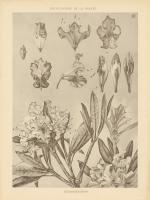 Lithograph Florals IV #48456
