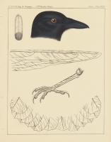 Bird Prints I #49024