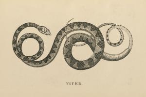 Vintage Viper #49041