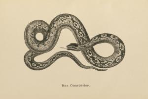 Vintage Boa Constrictor #49212