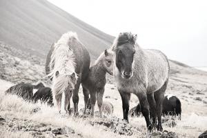 Horses of Hofn I BW #49811