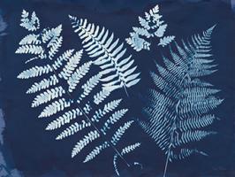 Nature By The Lake - Ferns II #50084
