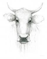 Cow Sketch #50348