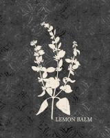 Fresh Lemon Balm #51177