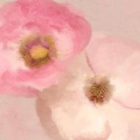 Blush Blooms 1 #51301