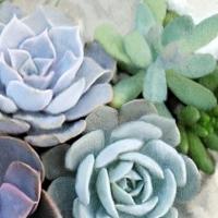 Succulent Garden 2 #51472