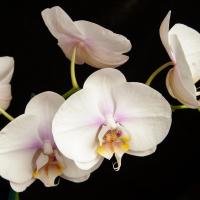 White Orchids 1 #51868