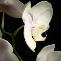 White Orchids 2 #51869