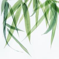 Swaying Bamboo 1 #51873