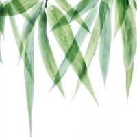 Swaying Bamboo 2 #51874