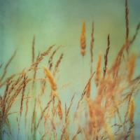 Prairie Grass 1 #51879