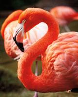 Flamingo III #52666