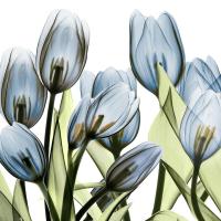 Tulip Blues 1 #52935