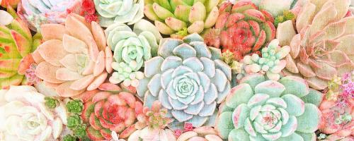 Colorful Succulents 1 #53075