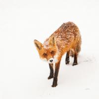 Red Fox II #53601