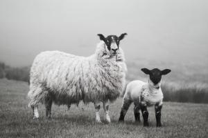 Islay Sheep I #53672